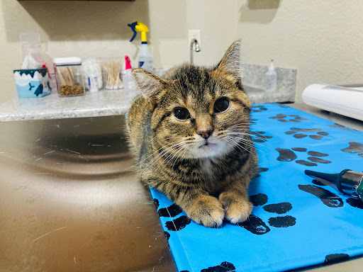 Kettle View Veterinary Clinic image