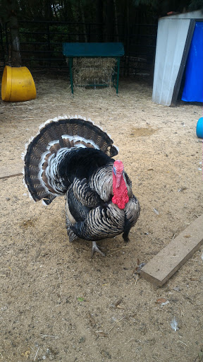 Pet Store «Zoo Creatures Pet Store», reviews and photos, 149 Plaistow Rd, Plaistow, NH 03865, USA