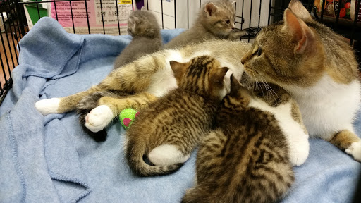 Pet Store «Pet Valu», reviews and photos, 63 Eastern Blvd N, Hagerstown, MD 21740, USA