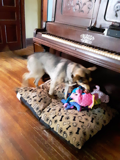 Pet Supply Store «PetSmart», reviews and photos, 156 Pavilion Pkwy, Newport, KY 41071, USA