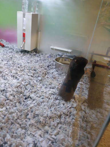 Pet Supply Store «PetSmart», reviews and photos, 1275 N Military Hwy, Norfolk, VA 23502, USA