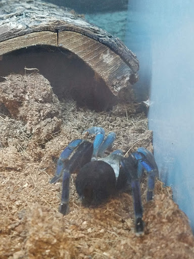 Pet Store «Super Pets», reviews and photos, 9403 E Las Tunas Dr, Temple City, CA 91780, USA