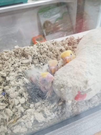 Pet Store «Teske Pet & Garden», reviews and photos, 2423 16th St, Moline, IL 61265, USA