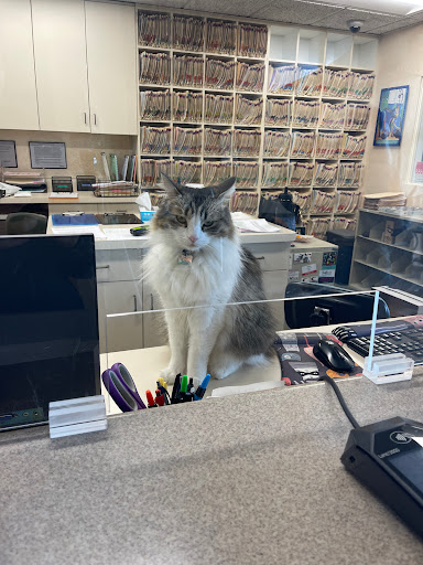 Cat Clinic image