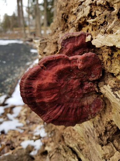 Nature Preserve «Lorrimer Sanctuary», reviews and photos, 790 Ewing Ave, Franklin Lakes, NJ 07417, USA