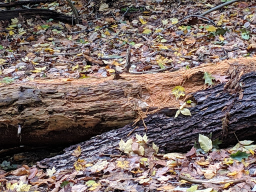 Nature Preserve «Westmoreland Sanctuary», reviews and photos, 260 Chestnut Ridge Rd, Mt Kisco, NY 10549, USA