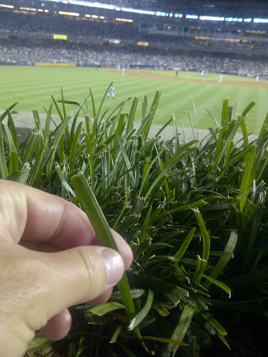 Stadium «Yankee Stadium», reviews and photos, 1 E 161st St, Bronx, NY 10451, USA