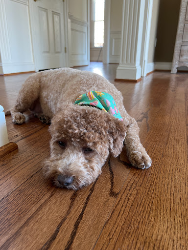 Pet Supply Store «Petco Animal Supplies», reviews and photos, 6181 Old Dobbin Ln #800, Columbia, MD 21045, USA