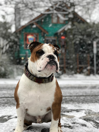 Thrift Store «Lucky Dog Clothing», reviews and photos, 8201 Greenwood Ave N, Seattle, WA 98103, USA