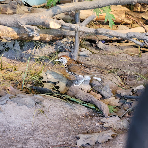 Nature Preserve «Benjamin Olewine III Nature Center», reviews and photos, 100 Wildwood Way, Harrisburg, PA 17110, USA