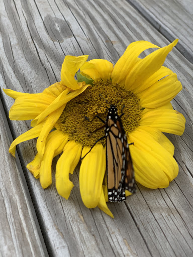 Tourist Attraction «Sussex County Sunflower Maze», reviews and photos, 101 Co Rd 645, Sandyston, NJ 07826, USA