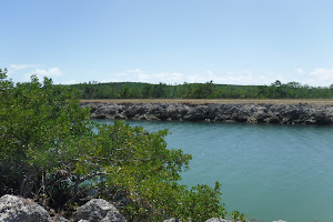 Mangrove Preserve