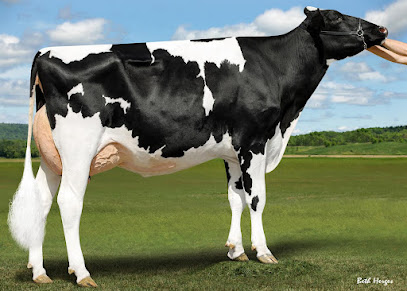 D-N-R Holsteins