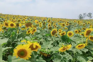 Anseong Farmland image