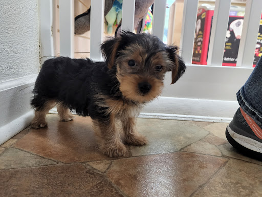 Pet Store «Puppy City», reviews and photos, 3343 Valley Pike, Winchester, VA 22602, USA