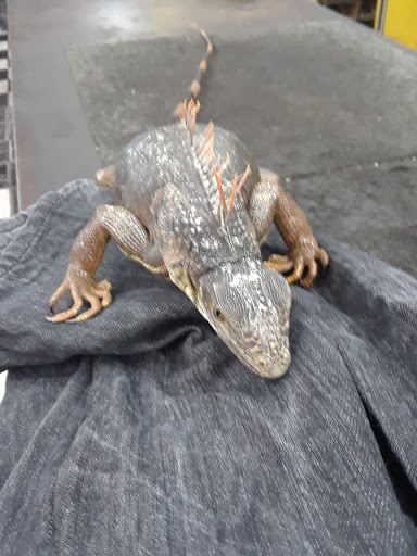 Auto Parts Store «Supreme Auto Parts», reviews and photos, 2650 Ali Baba Ave, Opa-locka, FL 33054, USA