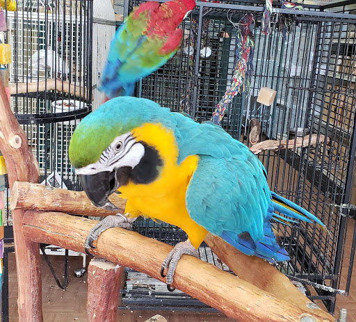 Pet Store «Louis Birds Pets & Supplies», reviews and photos, 80 Keyes St, San Jose, CA 95122, USA