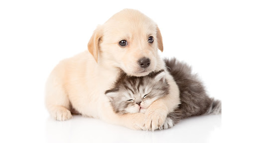 Knollwood Animal Hospital image