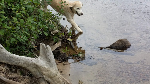 Pet Supply Store «Four Your Paws Only», reviews and photos, 1821 White Mountain Hwy, North Conway, NH 03860, USA