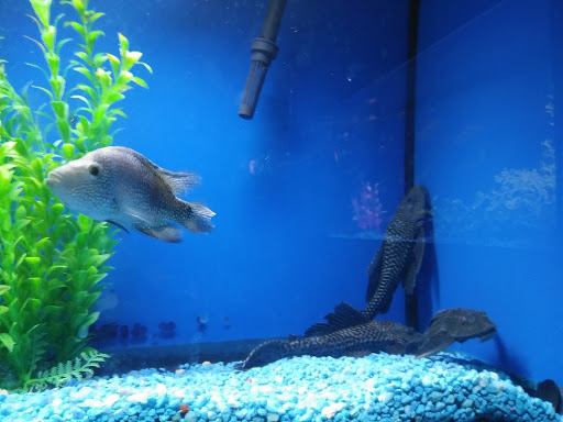 Pet Store «Pet Cove», reviews and photos, 820 E Center St, Kingsport, TN 37660, USA