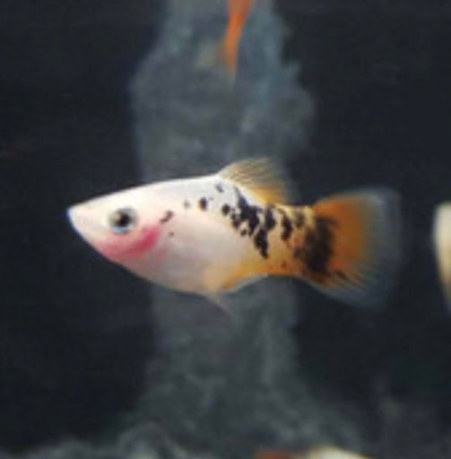 Tropical Fish Store «Aquaria Masters», reviews and photos, 411 Tia Juana St, Colorado Springs, CO 80909, USA