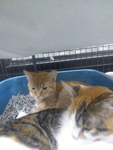 Pet Supply Store «PetSmart», reviews and photos, 4550 W Lake Mary Blvd, Lake Mary, FL 32746, USA