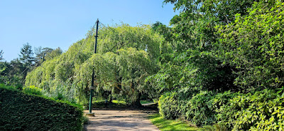 Hêtre Pleureur de Bayeux - Arbre de l'année 2023 à Bayeux