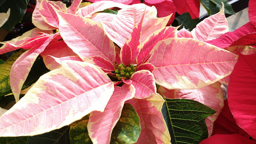 Garden Center «English Gardens», reviews and photos, 44850 Garfield Rd, Charter Twp of Clinton, MI 48038, USA