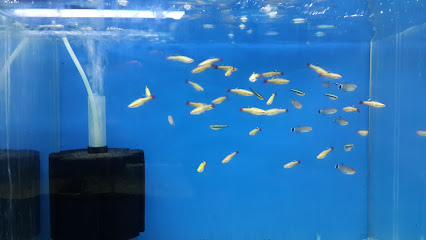 Ribe Akvaryum