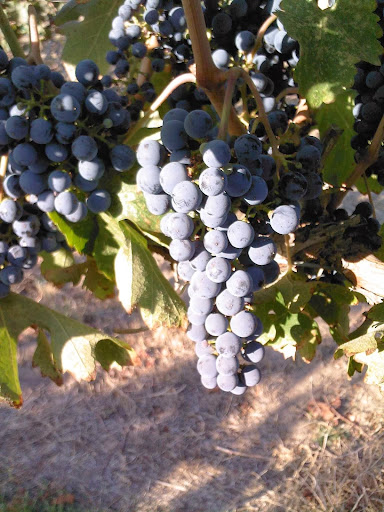 Winery «Seven Bridges Winery», reviews and photos, 2303 N Harding Ave, Portland, OR 97227, USA