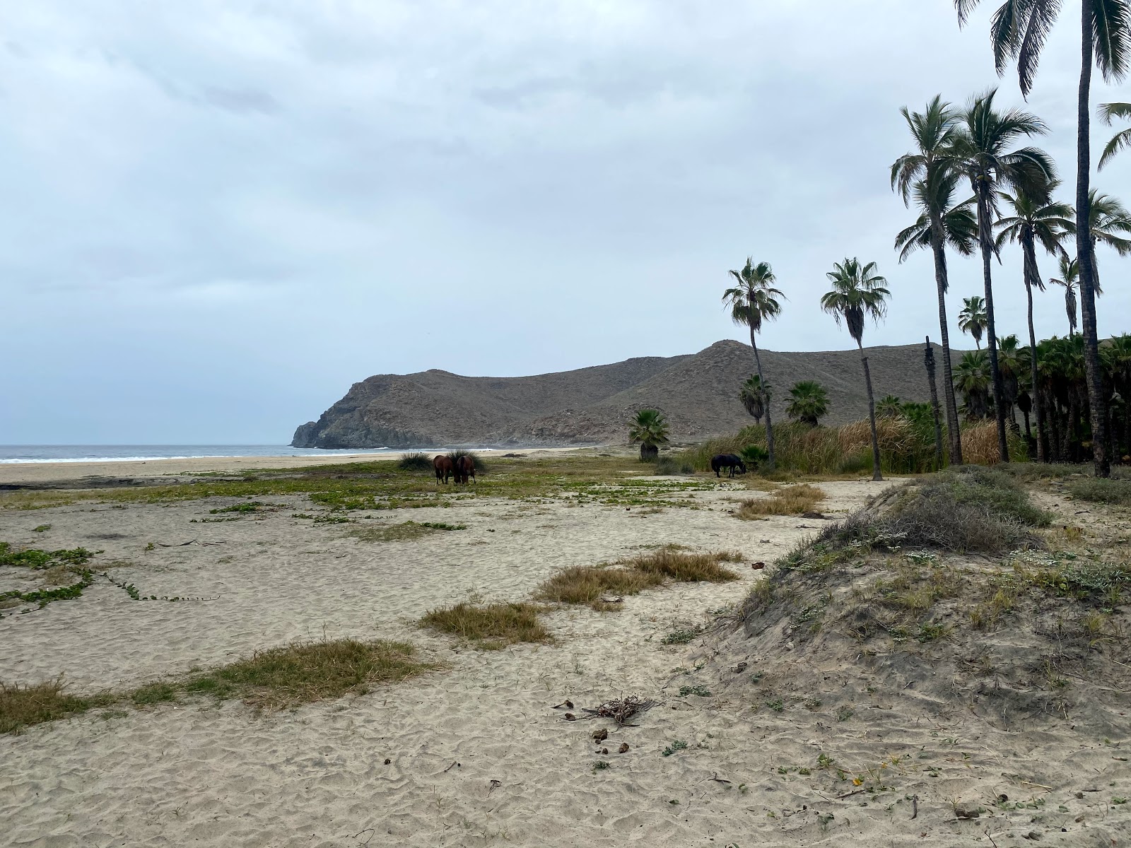 Playa Las Palmas'in fotoğrafı - rahatlamayı sevenler arasında popüler bir yer