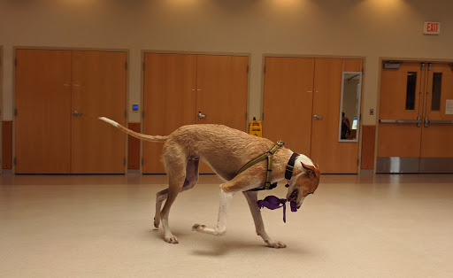 Animal Shelter «Oregon Humane Society», reviews and photos