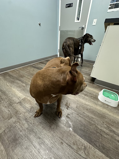 easyvet Veterinarian Estero image