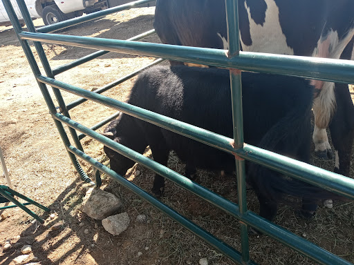 Flea Market «Las Esperanza Flea Market», reviews and photos, 18820 Pleasanton Rd, San Antonio, TX 78221, USA