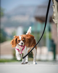 Furry Tail Training: For Dogs and Cats - Photo 2 - Car repair in Lake Elsinore, CA, Murrieta