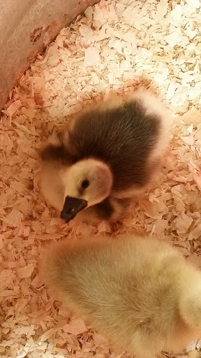 Animal Feed Store «Wilco Farm Store», reviews and photos, 815 W Main St, Battle Ground, WA 98604, USA