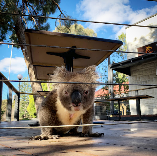 Adelaide Koala Rescue (AKR)