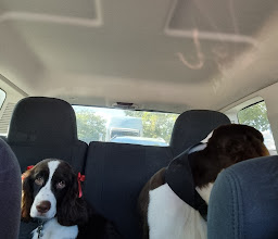 Pet xpress Quintas photo