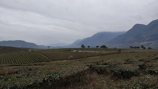 Đồi chè lai châu