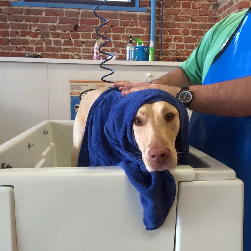 Pet Groomer «That Dog Wash», reviews and photos, 1401 Jackson St, Omaha, NE 68102, USA