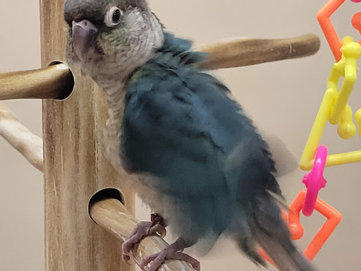 Pet Supply Store «Petco Animal Supplies», reviews and photos, 2635 Bell Rd, Auburn, CA 95603, USA