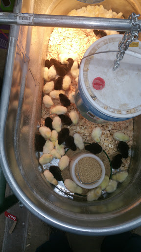 Department Store «Rural King», reviews and photos, 127 S Memorial Dr, New Castle, IN 47362, USA