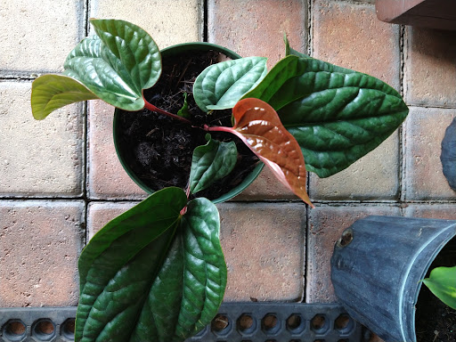 Landscape Designer «Santa Barbara Nursery», reviews and photos, 20425 SW 177th Ave, Miami, FL 33187, USA