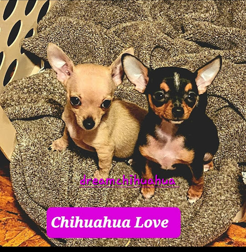 Dreamchihuahua.ca