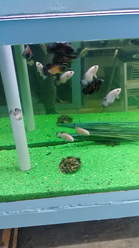 Pet Supply Store «D & D Pet Center», reviews and photos, 8813 Michigan Ave, Detroit, MI 48210, USA