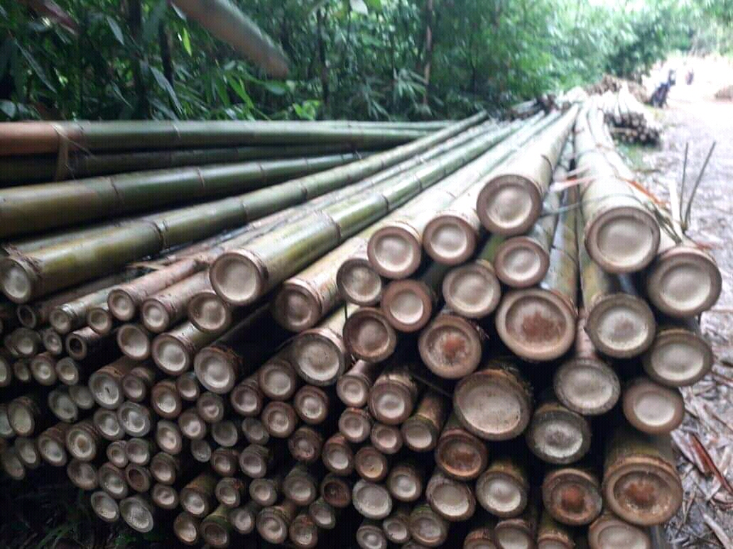 Gambar Industri Bambu Pandeka Jaya