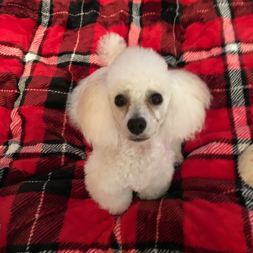 Pet Supply Store «PetSmart», reviews and photos, 1391 S Commons Dr, Myrtle Beach, SC 29588, USA