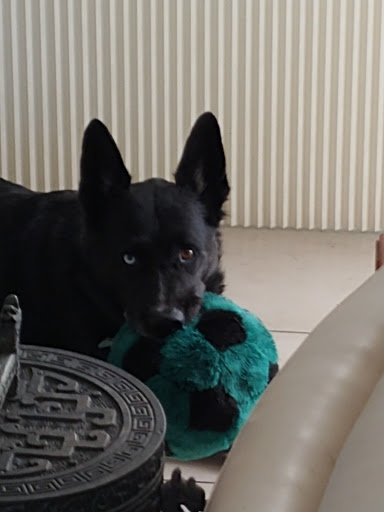 Pet Supply Store «Pet Food Express», reviews and photos, 912 Diablo Ave, Novato, CA 94947, USA