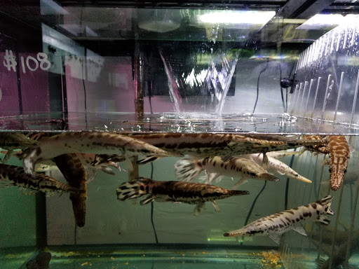 Pet Supply Store «Monster Aquarium Inc.», reviews and photos, 131-08 40 Rd, Flushing, NY 11354, USA
