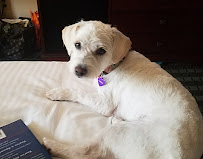 MG Planet Pet Grooming - Photo 5 - Car repair in Rowland Heights, CA, Anaheim